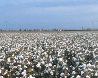 让“好棉花”更有分量